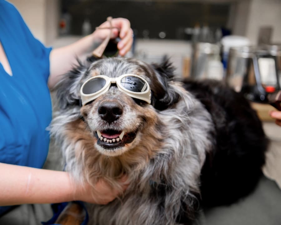 Cold Laser Therapy, Douglasville Veterinarians