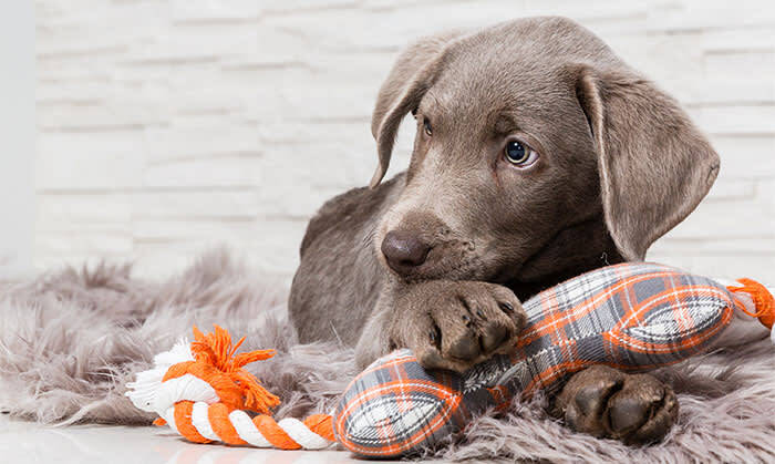 Puppies, Kay Animal Hospital